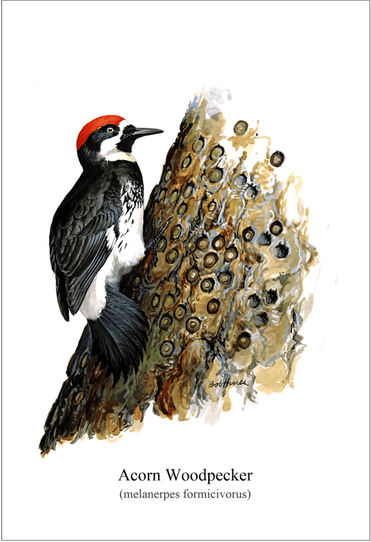 Posters Bob Hines - Acorn Woodpecker - 1974 Wildlife Portrait Series - Poster 103425