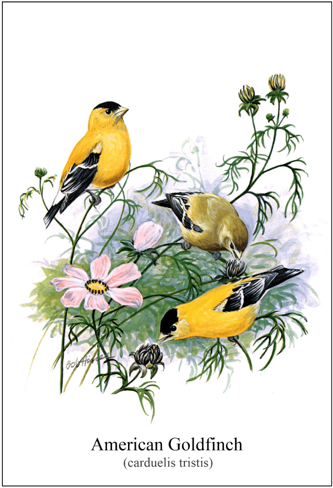 Posters Bob Hines - American Goldfinch - 1974 Wildlife Portrait Series - Poster 103427