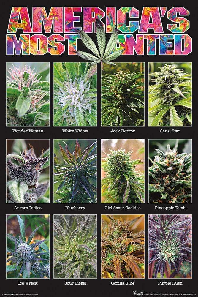 Posters America's Most Wanted Marijuana - Poster po-274