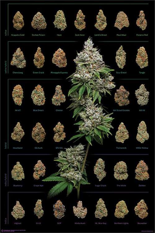 Posters Dank Nugs - Poster 100933