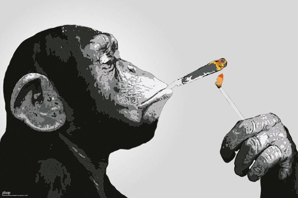 discount tobacco and beer Shisha.com discount tobacco and beer Shisha.com