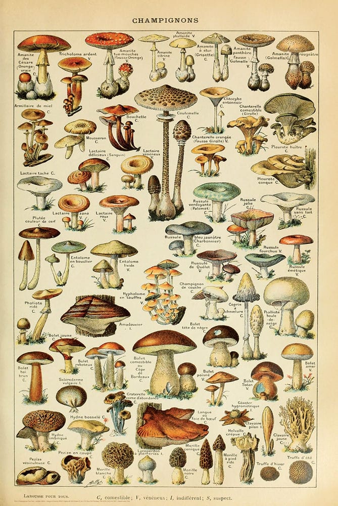 Posters Adolphe Millot - Champignons Por Tous - Mushrooms for All - Poster 103476 TrippyStore