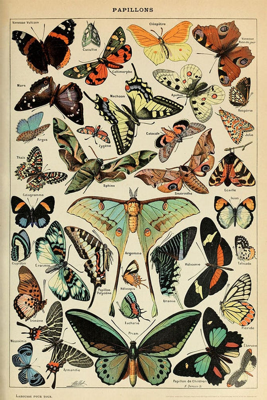 Posters Adolphe Millot - Papillions - Butterflies - Poster 103477 TrippyStore