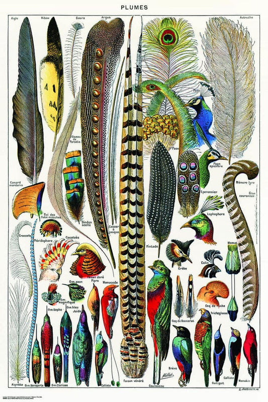 Posters Plumes - Poster 103580 TrippyStore