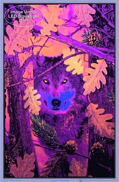 Posters Autumn Wolf - Black Light Poster 007512