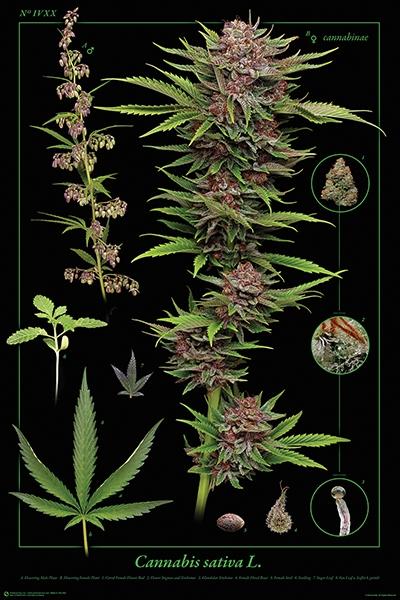 Posters Cannabis Sativa - Poster 100930