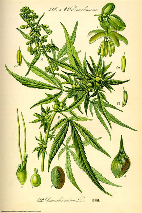 Posters Cannabis Sativa Seed - Poster 100942