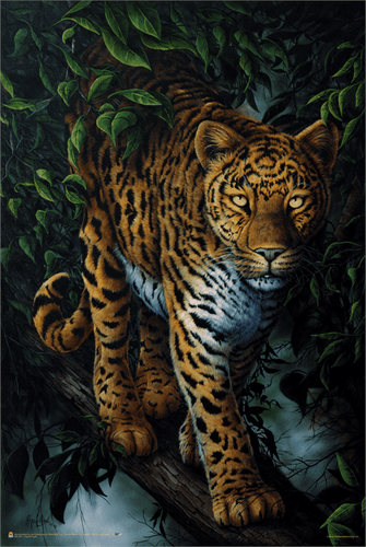 Posters Jenny Newland - Watchful Eyes Jaguar - Poster 101036